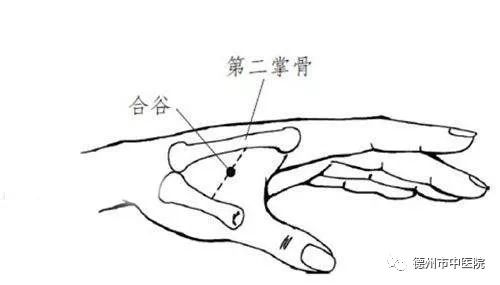 1581570842111480.jpeg 合谷.jpeg